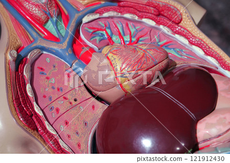 Internal organs of a human. Model of internal organs of a people 121912430