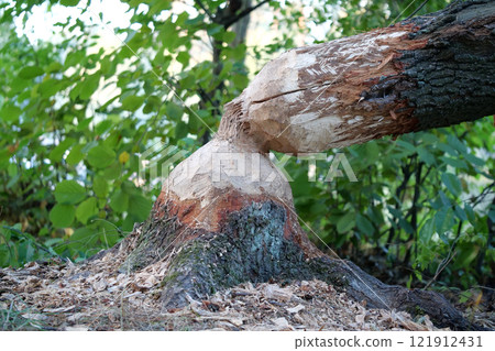 Tree felled by beaver. Tree trunk with bite marks of beavers. Damaged wood Tree felled by beaver. Tree trunk with bite marks of beavers. Damaged wood 121912431