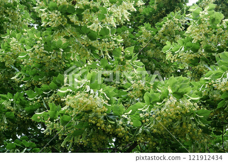 Blooming linden. Linden for European species, basswood for North American. Tilia 121912434