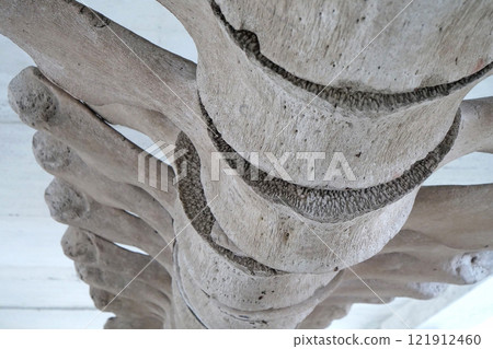Big grey skeleton of big blue whale. Whale spine. Real whale bones. Balaenoptera 121912460