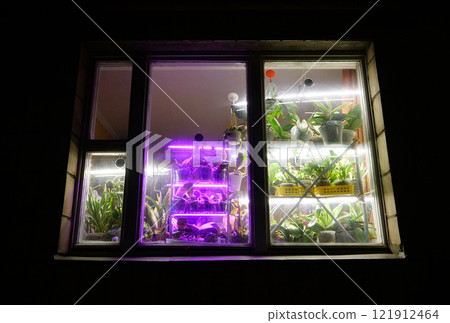 Potted houseplants stand near the window. Purple lighting for growth of flowers 121912464