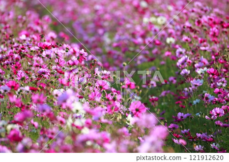 Takasu cosmos field 121912620