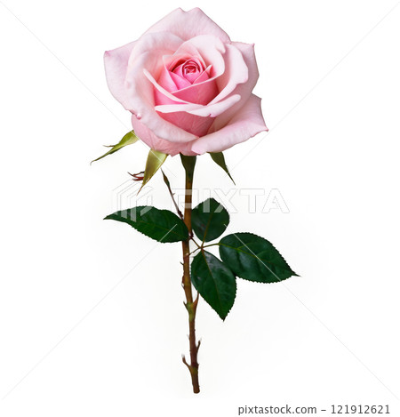 Beautiful pink rose with green leaves isolated against a white background 121912621