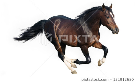 A powerful brown horse galloping across a white background with an elegant stride 121912680