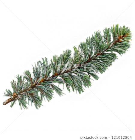 Green pine branch with needles lying on a white background showcasing natural texture 121912804