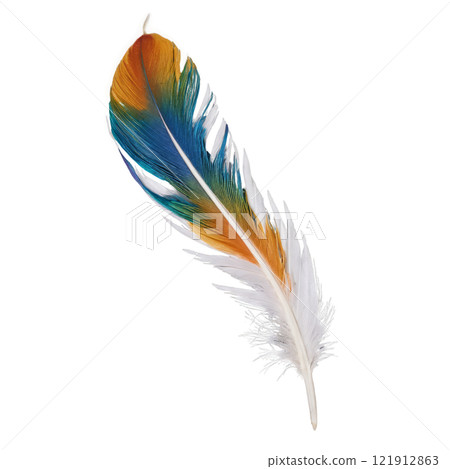 Vibrant peacock feather displaying brilliant colors against a neutral background in natural light Vibrant peacock feather displaying brilliant colors against a neutral background in natural light 121912863