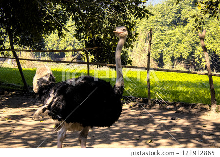 Graceful Ostrich in Sunlit Park Wildlife Photography Graceful Ostrich in Sunlit Park Wildlife Photography 121912865