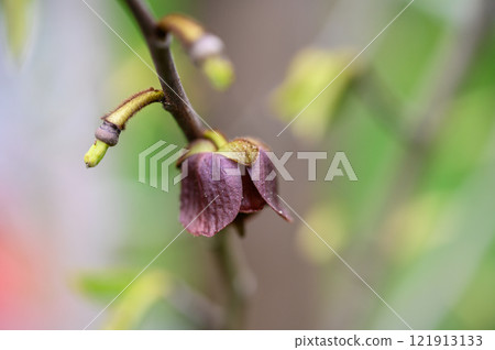 Closeup of purple flower of asimina tree Closeup of purple flower of asimina tree 121913133