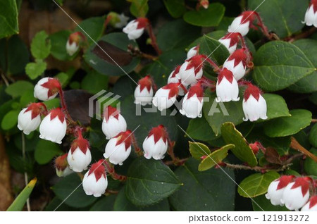 A beautiful red plant with many white bell-shaped flowers on reddish-brown sepals seen at the Shinshu Hakuba Goryu Botanical Garden. 121913272