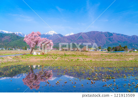 [Cherry Blossoms] Azumino City's spring scenery - Cherry blossoms at Jonen Dosojin Shrine [Nagano Prefecture] 121913509