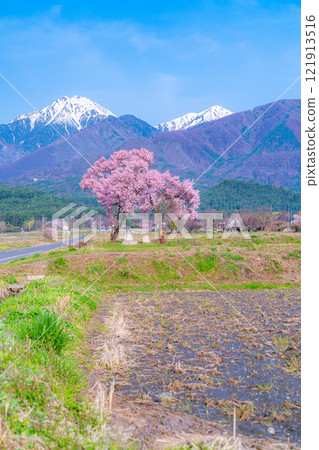 [Cherry Blossoms] Azumino City's spring scenery - Cherry blossoms at Jonen Dosojin Shrine [Nagano Prefecture] 121913516