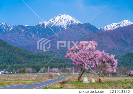[Cherry Blossoms] Azumino City's spring scenery - Cherry blossoms at Jonen Dosojin Shrine [Nagano Prefecture] 121913520