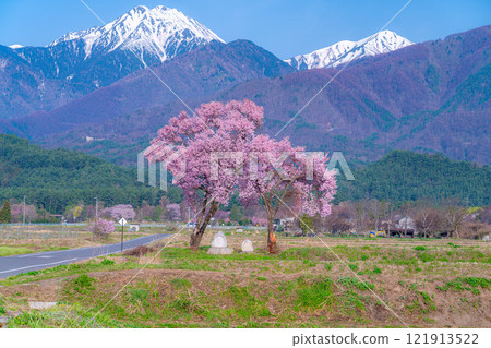 [櫻花材料]安曇野市春天的景色、常年道祖神的櫻花[長野縣] 121913522