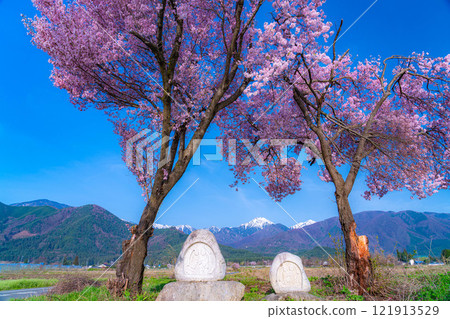 [Cherry Blossoms] Azumino City's spring scenery - Cherry blossoms at Jonen Dosojin Shrine [Nagano Prefecture] 121913529