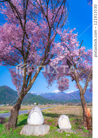 [Cherry Blossoms] Azumino City's spring scenery - Cherry blossoms at Jonen Dosojin Shrine [Nagano Prefecture] 121913530