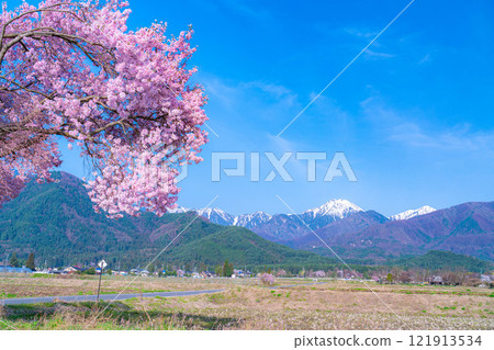 [櫻花材料]安曇野市春天的景色、常年道祖神的櫻花[長野縣] 121913534