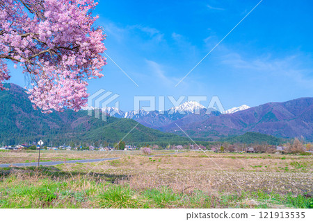 [櫻花材料]安曇野市春天的景色、常年道祖神的櫻花[長野縣] 121913535