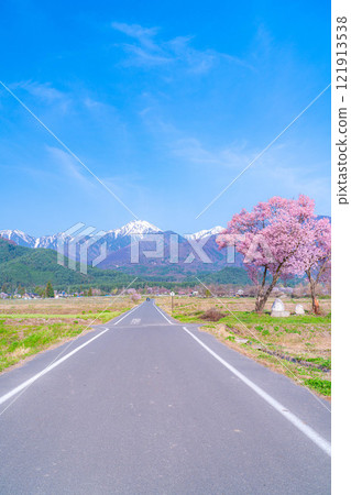 [Cherry Blossoms] Azumino City's spring scenery - Cherry blossoms at Jonen Dosojin Shrine [Nagano Prefecture] 121913538