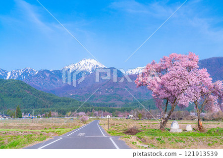 [Cherry Blossoms] Azumino City's spring scenery - Cherry blossoms at Jonen Dosojin Shrine [Nagano Prefecture] 121913539