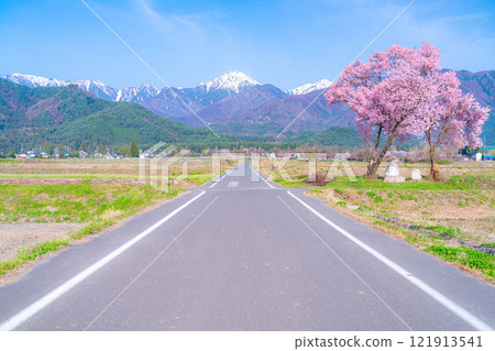 [Cherry Blossoms] Azumino City's spring scenery - Cherry blossoms at Jonen Dosojin Shrine [Nagano Prefecture] 121913541