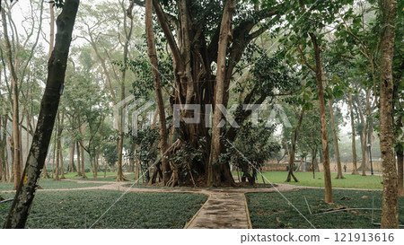 A Majestic Tree Surrounded by Lush Greenery in a Peaceful Botanical Garden in Hanoi A Majestic Tree Surrounded by Lush Greenery in a Peaceful Botanical Garden in Hanoi 121913616