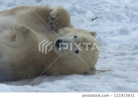 Resting on snow Polar Bear 121913631