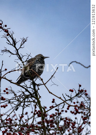 starling bird (sturnus vulgaris) starling bird (sturnus vulgaris) 121913632
