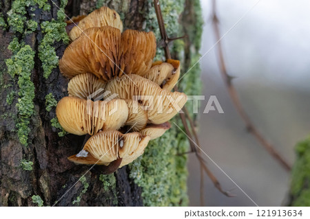 Wild golden needle mushrooms Wild golden needle mushrooms 121913634