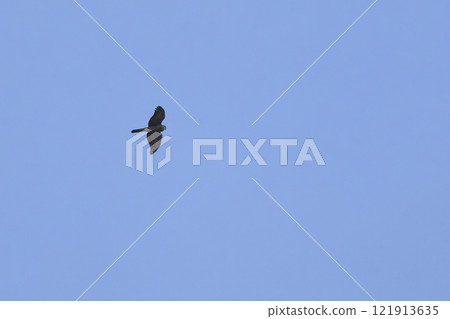 hawk in flight (accipiter nisus) hawk in flight (accipiter nisus) 121913635