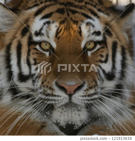 Siberian tiger (Panthera tigris altaica) Siberian tiger (Panthera tigris altaica) 121913638