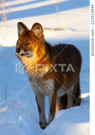 Ussuri dhole (Cuon alpinus alpinus) Indian wild dog. 121913644