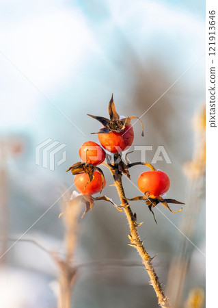 Red vivid berries on cold winter day Red vivid berries on cold winter day 121913646