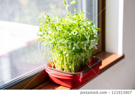 Growing bean sprouts (by a window at home) 121913807
