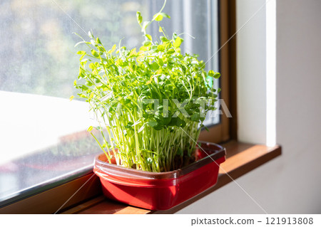 培育豆苗<家中窗邊> 121913808