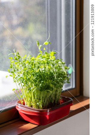 Growing bean sprouts (by a window at home) Growing bean sprouts (by a window at home) 121913809