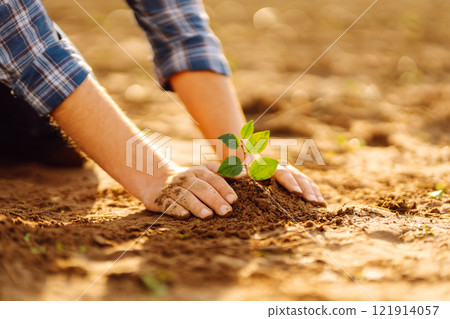 Farmer's hands plant, grow plants growing in fertile soil. The concept of conservation. 121914057