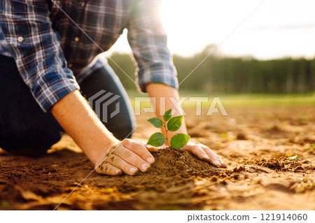 Farmer's hands plant, grow plants growing in fertile soil. The concept of conservation. Farmer's hands plant, grow plants growing in fertile soil. The concept of conservation. 121914060