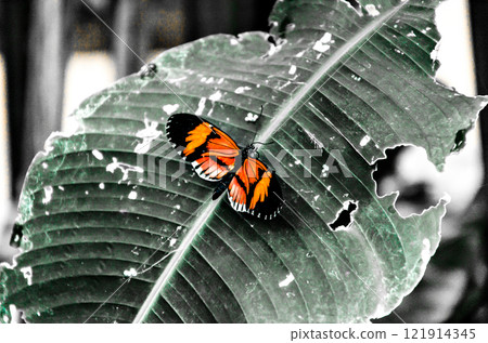 Beautiful Heliconius Melpomene butterfly on green garden leaves. Lepidopteron. Black and white effect 121914345
