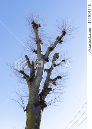 Dead tree in winter Dead tree in winter 121914348