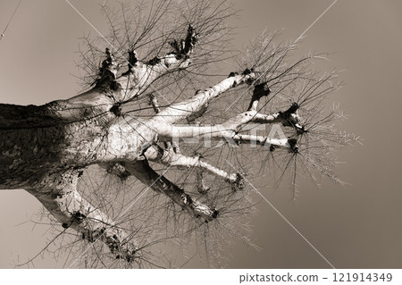 Dead tree in winter Dead tree in winter 121914349