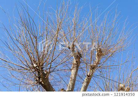 Dead tree in winter 121914350