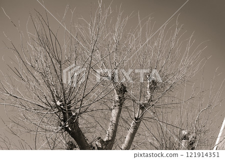Dead tree in winter 121914351