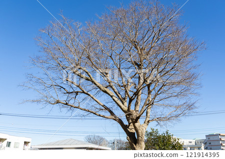 冬天的死樹 121914395