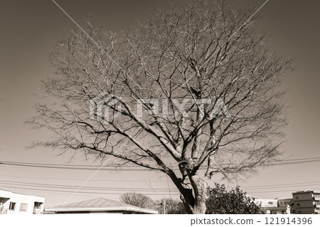 Dead tree in winter Dead tree in winter 121914396