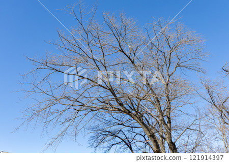冬天的死樹 121914397