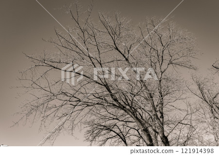 冬天的死樹 121914398