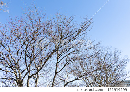 冬天的死樹 121914399