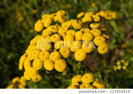 Tansy, Tanacetum vulgare, pest repellent and medicinal plant with flower blossom 121914419
