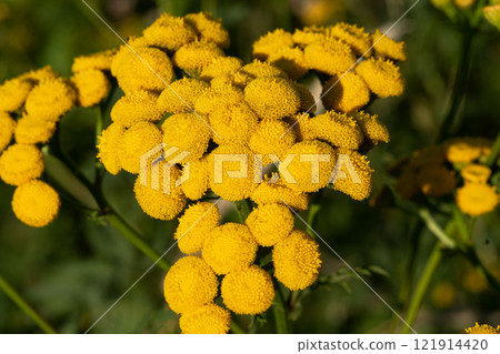 Tansy, Tanacetum vulgare, pest repellent and medicinal plant with flower blossom Tansy, Tanacetum vulgare, pest repellent and medicinal plant with flower blossom 121914420