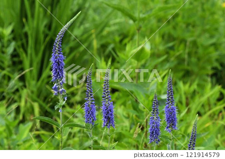 在信州白馬五龍高山植物園，美麗的青金石花序如同高塔綻放。 121914579
